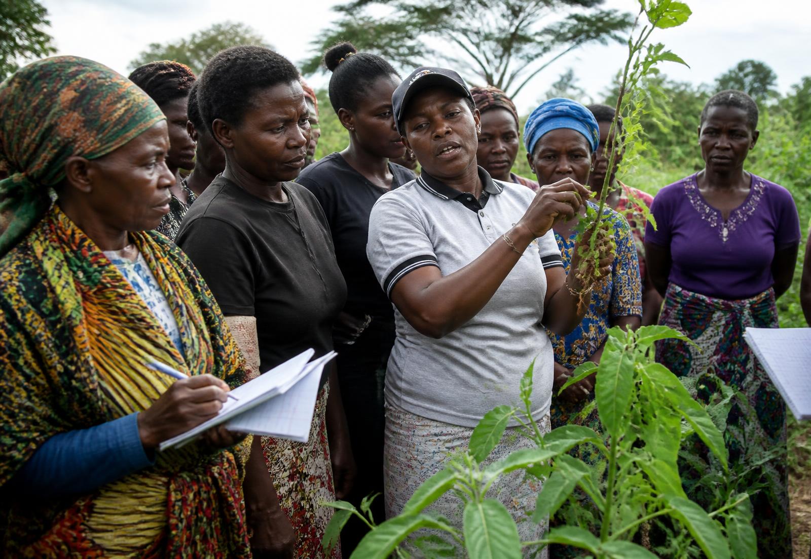 A group of women farmers gathered around a practical field demonstration