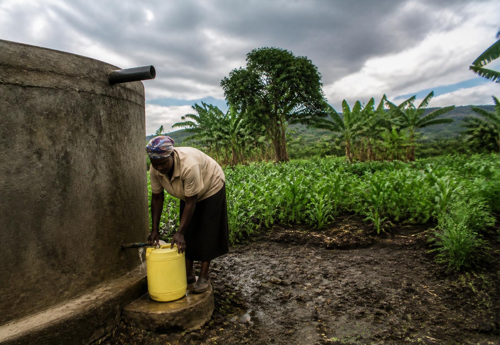 A woman collecting water from a rainwater harvesting tank beside her maize field